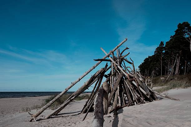 Driftwood shelter on a sandy Baltic beach under a clear blue sky, surrounded by dunes and coastal pine trees.