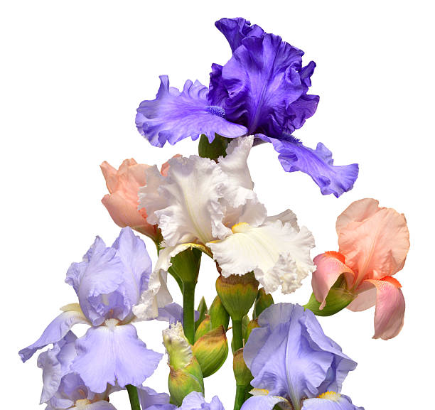 istock Iris flowers bouquet blue and pink isolated on white background. Summer. Spring. Flat lay, top view. Floral pattern. Love. Valentine's Day 2248017843