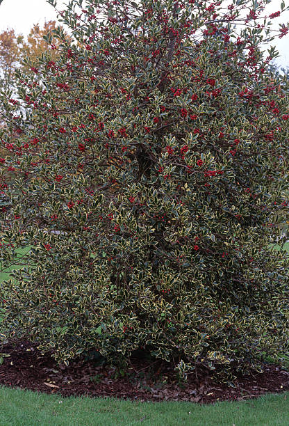 istock Bright red berries stand out on a lush green holly tree (Ilex aquifolium 'Handsworth New Silver’) in a serene garden setting during early autumn 2248020617