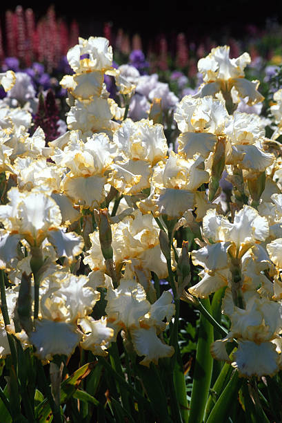 Close up of a Yellow and White Iris Flower with Shallow depth of Field