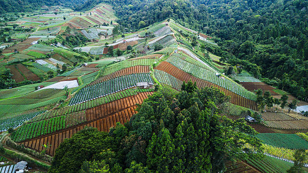 istock A vibrant patchwork of crops in terraced fields, with organized rows in a mountainous region. 2248022019