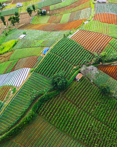 istock Terraced agricultural fields with a variety of crops, creating a vibrant, natural pattern from above. 2248022194