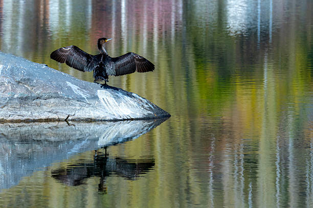 istock black cormorant with full span of wings 2248022363