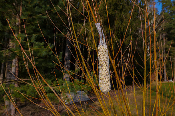 mesh bird feeder on a willow branch.Feeding birds during the cold season.