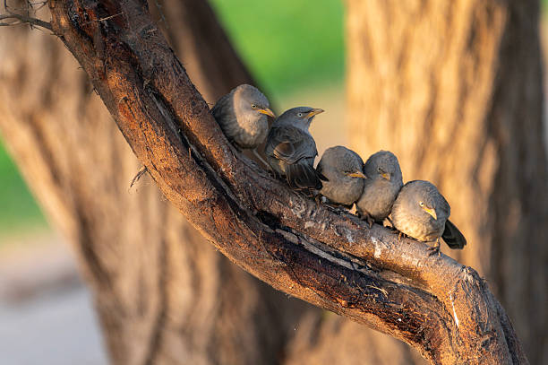 istock flock of jungle babblers sitting on the tree in a row 2248023677