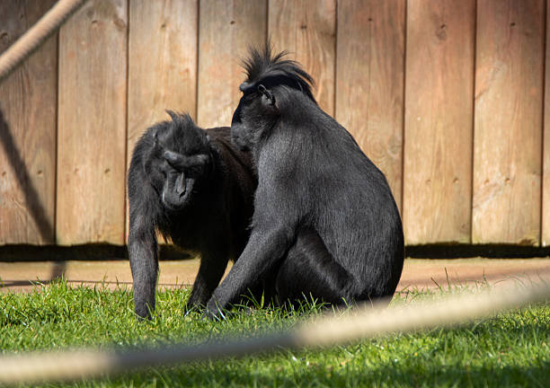 Close-up of a Celebes crested macaque (Macaca nigra) holding and eating a green leaf. This endangered primate species is native to Sulawesi, Indonesia, and is recognized by its jet-black fur, expressive face, and distinctive crest of hair