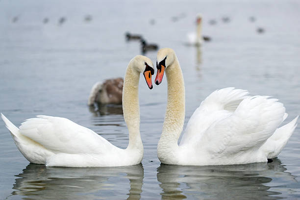 The mute swan is a species of swan and a member of the waterfowl family Anatidae (Cygnus olor).
