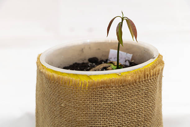 A young mango plant sprouting from seed in a recycled plastic cup, symbolizing sustainability, eco-friendly gardening, and the beauty of growing life at home.