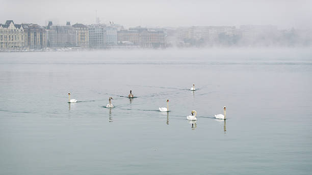 The mute swan is a species of swan and a member of the waterfowl family Anatidae (Cygnus olor).