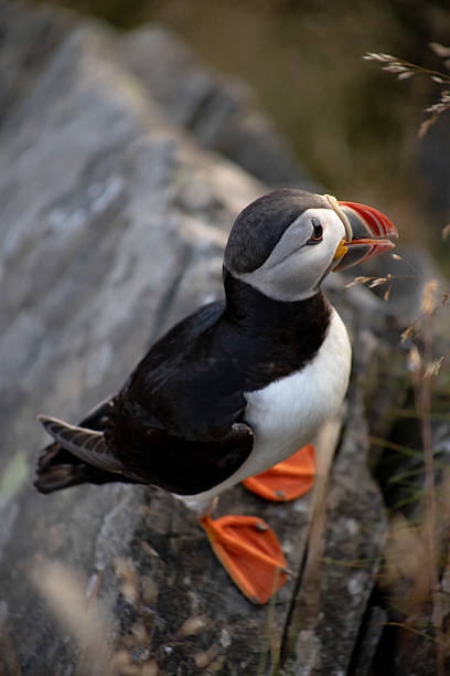 istock Atlantic puffin on a cliff on the island of Runde, Norway during sunset 2248025607