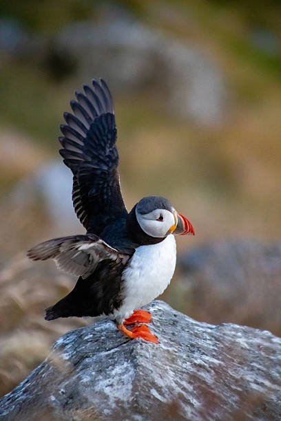 istock Atlantic puffin on a cliff on the island of Runde (Norway) during sunset 2248025628