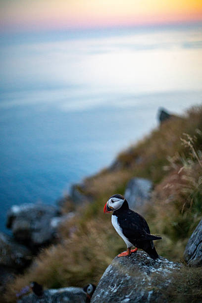 Atlantic puffin on a cliff on the island of Runde (Norway) during sunset