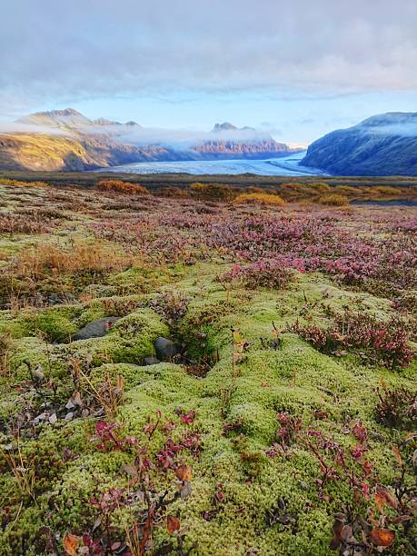 istock Moss-Covered Landscape with Glacier and Mountains in Iceland 2248026918