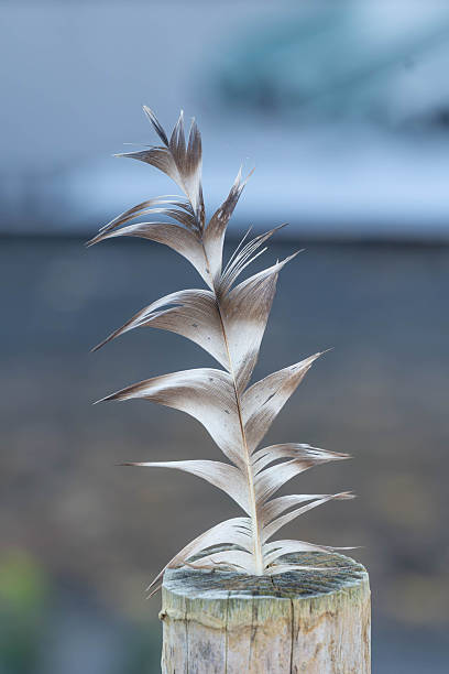 Macro of a Beautiful Single Feather on a Tree Stump in Autumn. High quality photo