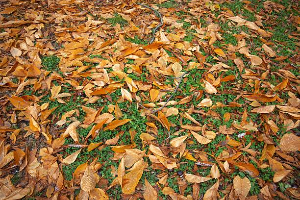 Fallen autumn leaves covering the ground, creating a natural textured background suitable for seasonal designs.
