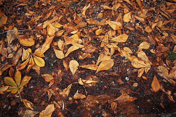 Fallen yellow leaves in puddle. Autumn background