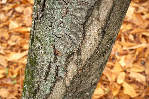 Close-up view of tree bark of the mature Cherry birch