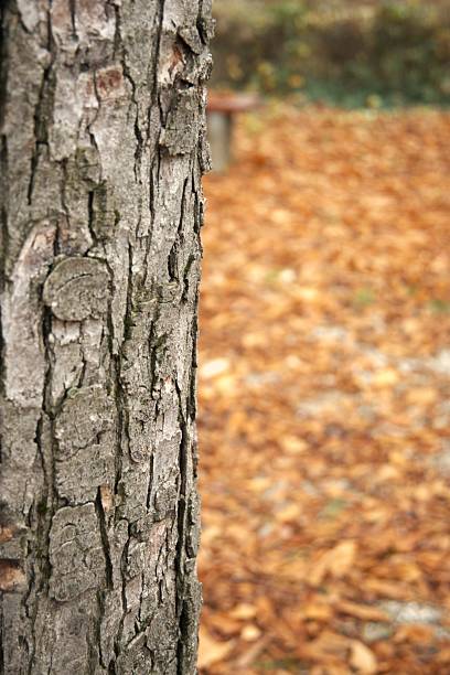 Detailed close-up of textured tree bark with warm autumn colors, ideal for a natural condition background.
