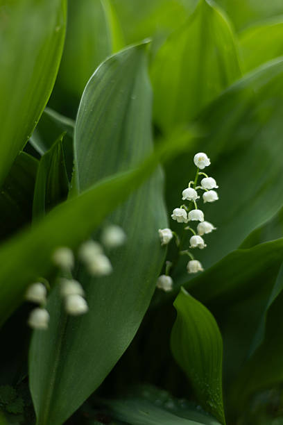 istock lily of the valley in leaves 2248031119