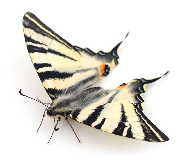 Papilio machaon on green plant in the wild