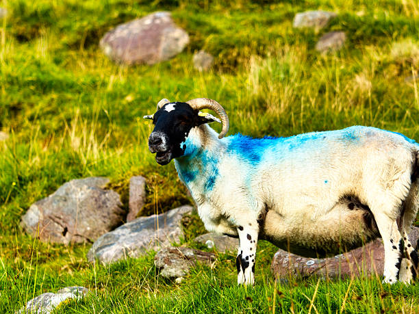 istock A white ram, marked with blue paint, is depicted on a grassy slope. The ram has a black face, horns, and black spots on its legs. Rocks are scattered around the green hillside. 2248032256