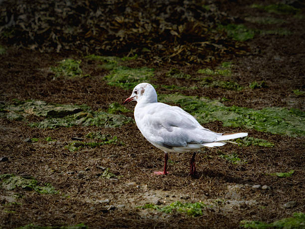 Two seagulls perched on seaweed-encrusted wooden posts, part of a groyne which reaches into the estuary of the River Deben at Bawdsey in Suffolk, Eastern England. (High contrast.)