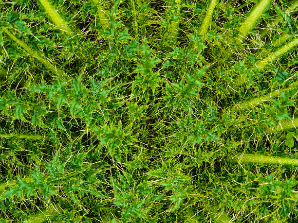 The full frame shot shows a cluster of thistle leaves with sharp spines. The bright green plant with yellow spines takes up the entire view.
