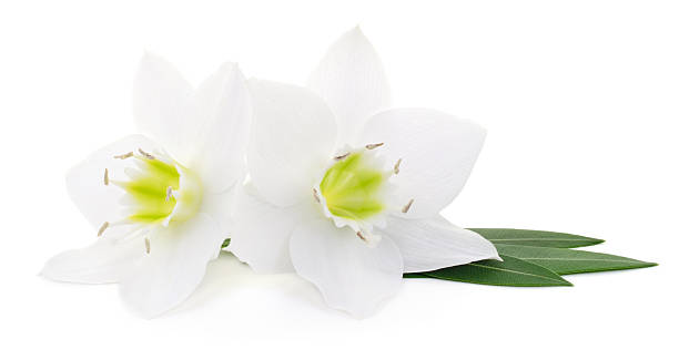 istock White flowers isolated on white background 2248032830