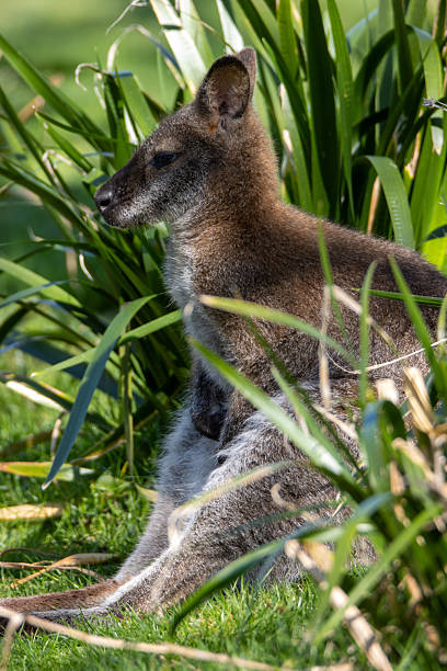 istock Red-necked wallaby or Bennett's wallaby (Notamacropus rufogriseus) 2248032938