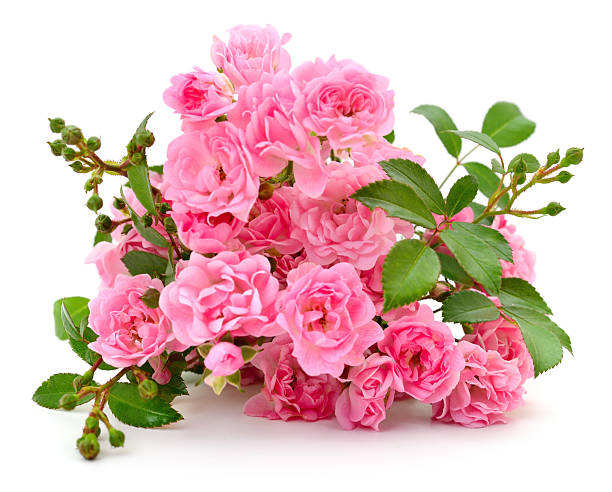 istock Pink rose flowers bouquet isolated on white background 2248033037