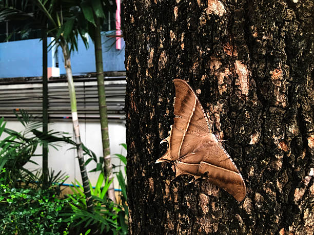 The tropical swallowtail moth on the tree in bangkok