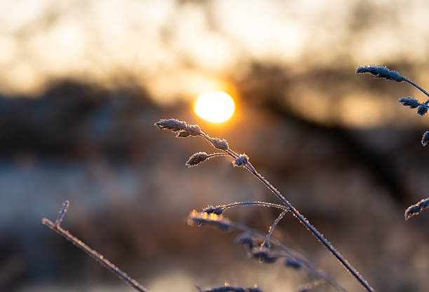 istock Grasses on a frosty Morning 2248033421