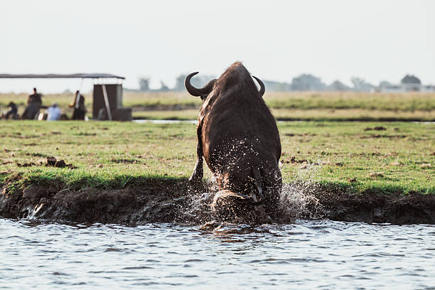 view on water buffalo in Karst landscape by Yanhshuo