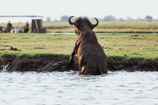 view on water buffalo in Karst landscape by Yanhshuo