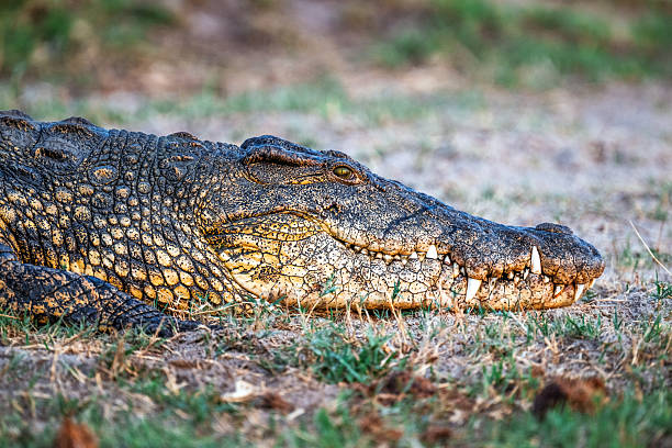 crocodile resting on island in chobe river, Botswana