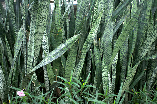istock Snake plant (Sansevieria trifasciata) green leaves in the yard 2248035527