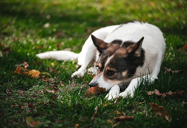 Cute dog laying on the ground