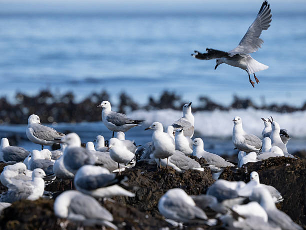 A view of a Seagull in Llandudno