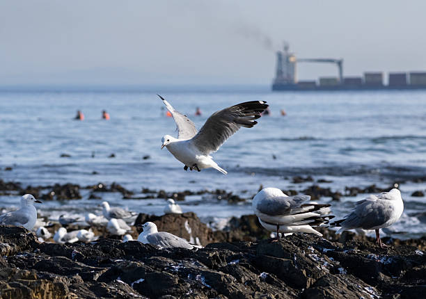 A flock of Hartlaub's Gulls flying and perching on seaside rocks at Green. Point, Cape Town. Blue ocean, a container ship, people in sea kayaks, and sky in the background.