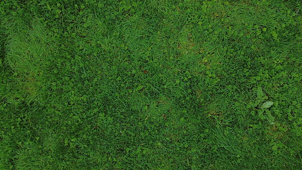 istock High-resolution grass texture with natural detail, perfect for 3D design, gaming, and architectural rendering. 2248038884
