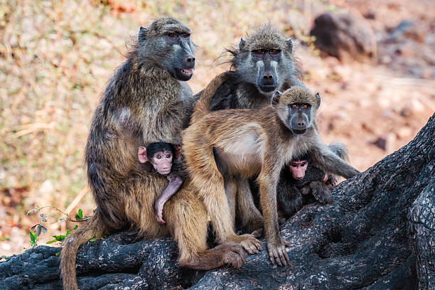 A female Chacma Baboon, Papio ursinus, walking, with her baby clinging on underneath her belly by holding onto her fur. Chobe National Park, Botswana, Africa.