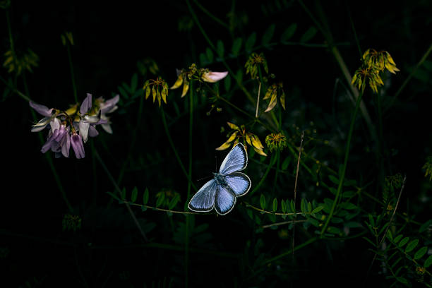 A creative and aesthetic nature photograph.