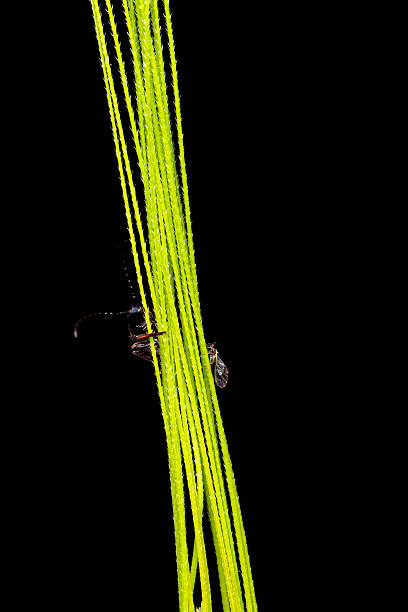 A creative and aesthetic nature photograph.