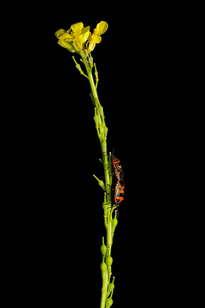 A creative and aesthetic nature photograph.