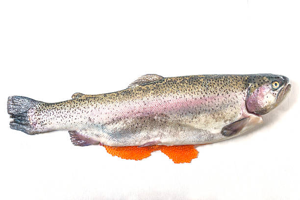 istock Salmon fish with roes (red caviar) on a white background 2248040192