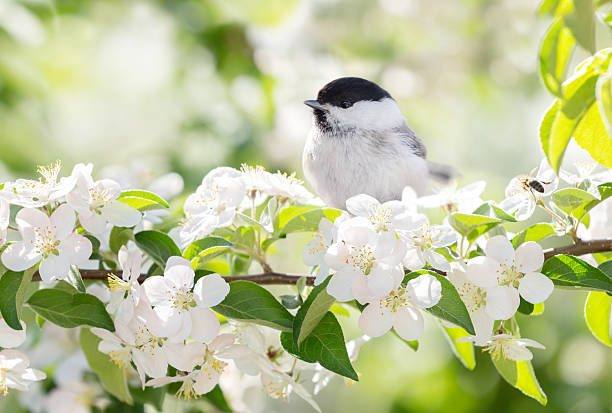 istock Bird perching on branch of blossom apple tree with white flowers. Black capped chickadee 2248041110