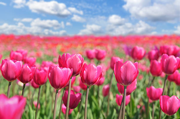 Field of blooming colorful tulips in springtime