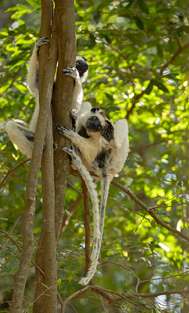 Two Verreaux's Sifakas,  Propithecus verreauxi, aka White Sifaka, clinging vertically to a tree trunk. One is scratching its ear with its hind foot. Berenty Private Reserve, south-east Madagasdcar. Verreaux's Sifakas are endemic to Madagascar and IUCN listed as Critially Endangered.