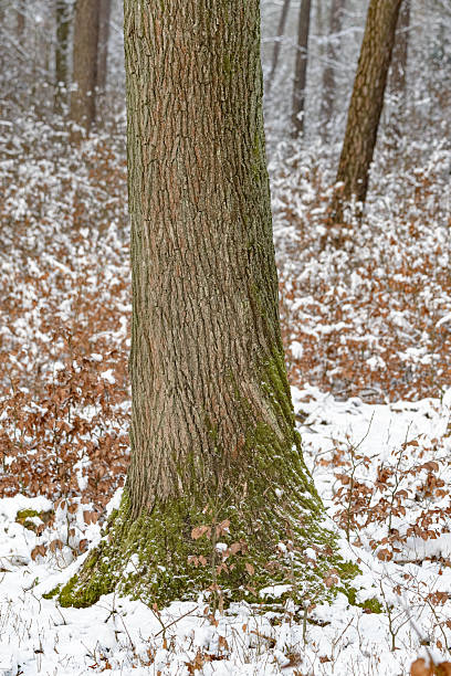 istock Tree trunk in a forest during winter in Germany, Europe 2248042154