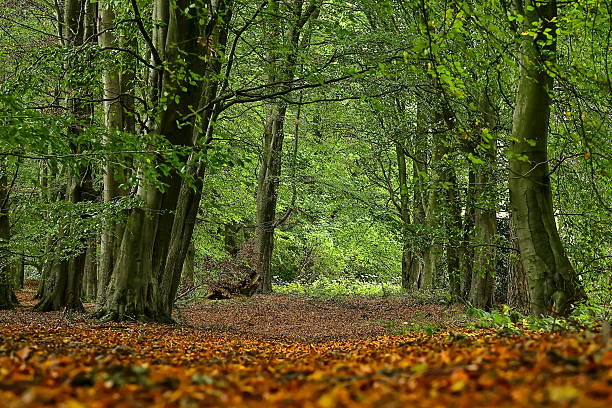 Padley Gorge,  A peaceful escape just before the colours of autumn arrive.